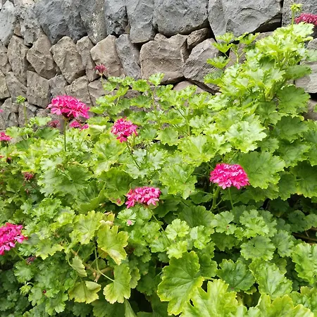 Casita Con Jardin Garachico (Tenerife)